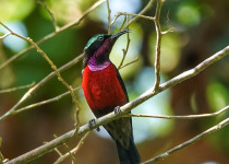 Brazilian Sunbird