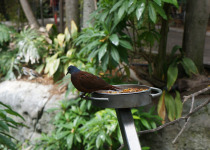 Brehm's Bronze-Cuckoo