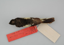 Brehm's tiger parrot