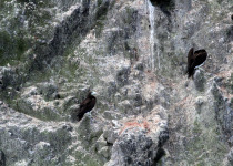 Brewster's brown booby