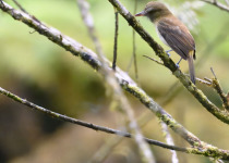 Bright-rumped Attila