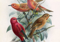 Bristle-thighed Curlew