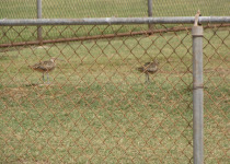 Bristle-thighed Curlew