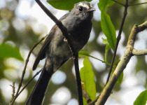 Broad-billed Fantail