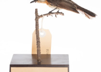 Broad-billed Flycatcher