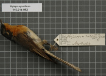 Broad-billed Flycatcher