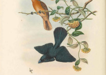 Broad-billed Flycatcher