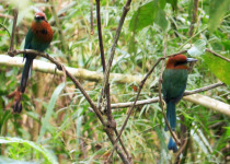 Broad-billed Motmot