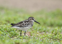 Broad-billed Sandpiper