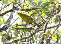 Broad-ringed White-eye