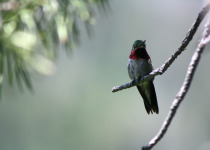 Broad-tailed Hummingbird