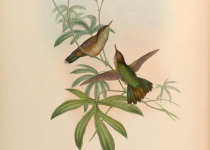 Broad-tailed Paradise-kingfisher