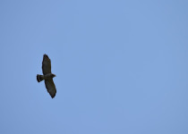 Broad-winged Hawk