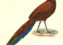 Bronze-tailed Peacock-Pheasant
