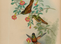 Bronze-tailed Thornbill