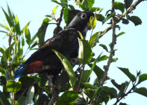Bronze-winged Parrot