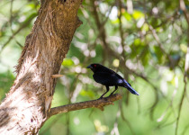 Bronzed Cowbird