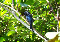 Bronzed Drongo