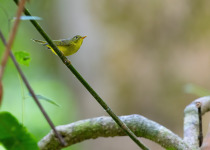 Brooks's Leaf Warbler