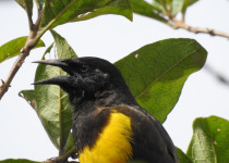 Brown-and-yellow Marshbird