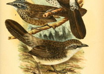 Brown Babbler