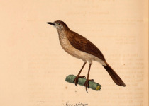 Brown Babbler