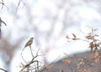 Brown-backed Solitaire