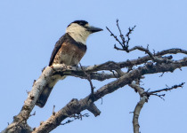 Brown-banded Puffbird