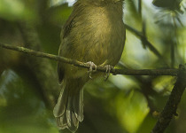 Brown-breasted Bamboo Tyrant