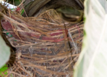 Brown-breasted Bulbul