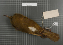 Brown-breasted Honeyeater