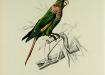 Brown-breasted Parakeet
