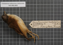 Brown-capped Babbler