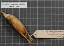 Brown-capped Babbler