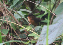 Brown-capped Babbler