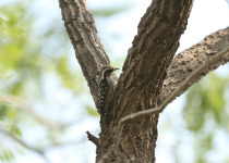 Brown-capped Pygmy Woodpecker