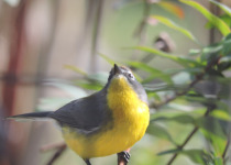 Brown-capped Redstart
