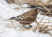 Brown-capped Rosy-Finch
