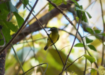 Brown-capped Tyrannulet
