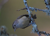 Brown-capped Vireo