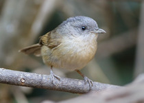 Brown-cheeked Fulvetta