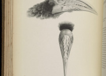 Brown-cheeked Hornbill