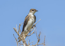 Brown-chested martin