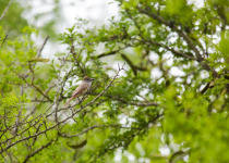 Brown-crested Flycatcher