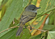 Brown-crested Flycatcher