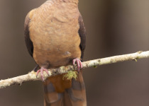 Brown Cuckoo-Dove