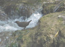 Brown Dipper