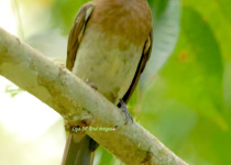 Brown-eared Bulbul