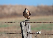Brown Falcon