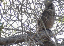 Brown Fish Owl